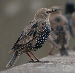 Starlings are small to medium-sized passerine birds in the family Sturnidae, common name of Sturnid.