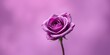© BokehBox - A single, vibrant purple rose blossoms against a soft, lilac backdrop, showcasing its delicate petals and graceful stem.