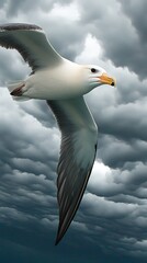 Wall Mural - Majestic seagull soaring through dramatic storm clouds.