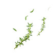 © GMeta - Fresh thyme sprigs falling gracefully against white backdrop capturing essence of freshness