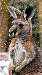 Wall Mural - Red kangaroo covered in snow. (1)