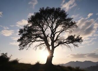 A serene tree stands tall against the sky with silhouetted branches ,  birds,  foliage