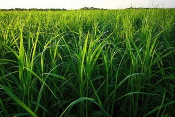 Wall Mural - Field of Tall Green Grass