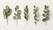 Four beautifully detailed eucalyptus stems with varying leaf arrangements, ideal for minimalist designs, natural patterns, or eco-friendly themes
