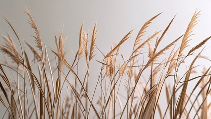 Naklejka na meble Dried grass blowing gently against a pale sky elegant minimal natural