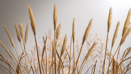 Naklejka na meble Wheat stalks close up against neutral background elegant simple natural texture