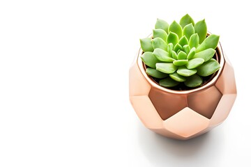 Wall Mural - Rose Gold Geometric Succulent Pot