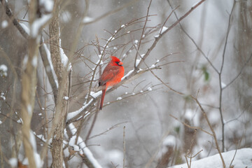 Wall Mural - Northern cardinal in a snowstorm