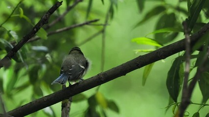 Canvas Print -  small blue tit chick sitting on a tree branch