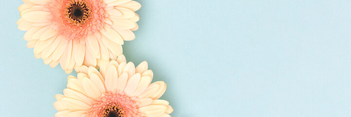 Wall Mural - banner with beige gerbera flowers on a blue background. place for text.