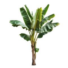 Wall Mural - Real banana tree with vibrant green leaves against a clean transparent background in a tropical setting, Banana Tree on transparent background, real banana tree green leaf isolate die cut file