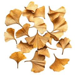 Ginkgo seeds scattered on a transparent background highlighting their distinct shape and texture in natural arrangement, Ginkgo seeds on transparent background