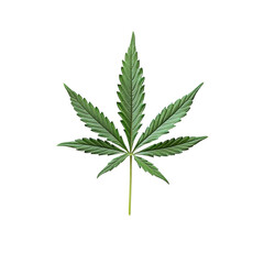 A detailed cannabis leaf is displayed on a clean transparent background capturing its natural beauty and intricate details, cannabis leaf on transparent background