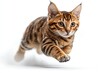 © darion - A Bengal kitten energetically running on a white background.