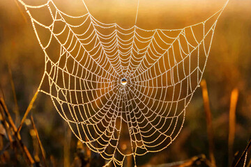 dewy spiderweb in golden sunlight