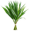 © Iftikhar alam - Fragrant pandan leaves bundle on a transparent background showcasing their vibrant green color and unique texture, Pandanus Palm, Fragrant Pandan, Pandom wangi on transparent background