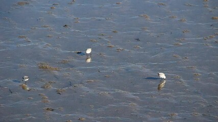 Wall Mural - Sandpiper Birds Feeding In Mud Of Low Tide Moss Landing California
