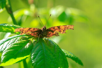 Wall Mural - Comma butterfly Polygonia c-album resting side view