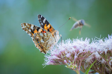 Wall Mural - Painted Lady butterfly, Vanessa Cardui, feeding