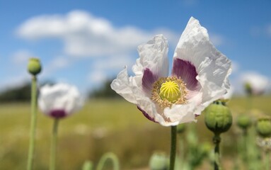 Wall Mural - opium poppy flower papaver somniferum white colored