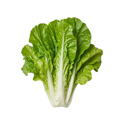 Wall Mural - Fresh romaine lettuce on white background with shadows