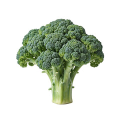 Wall Mural - Fresh green broccoli head with tightly packed florets on white background