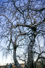 Wall Mural - A tree with no leaves is standing in a field