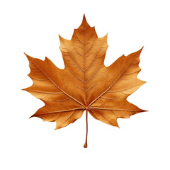 A vibrant red maple leaf, among others isolated  showcases the beauty of autumn foliage