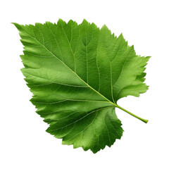 fresh green leaf