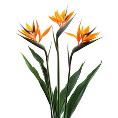 Wall Mural - Vibrant bird of paradise flowers bloom elegantly against a transparent background showcasing their unique form and colors, featuring bird of paradise flowers, isolated or with a transparent background