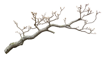 Dry tree branch on transparent background 