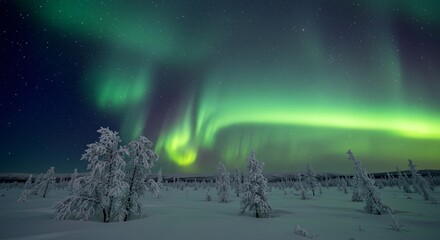 A serene tundra landscape with frost-covered trees shimmering under the aurora borealis