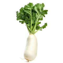 Wall Mural - Fresh daikon radish with vibrant green leaves against a clean transparent background, showcasing its natural beauty for culinary use, Daikon radish transparent background