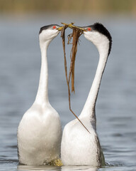 clark's grebe (aechmophorus clarkii) weed ceremony during mating season