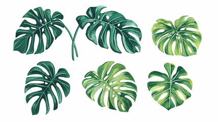 Wall Mural - Tropical Monstera leaves collection, isolated white background, design element