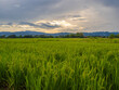 © Singh - Photography landscape front view in asia thailand look green tree rice organic healthy fields growing close to harvest planted by farmer along with natural countryside air fresh wiht holiday time