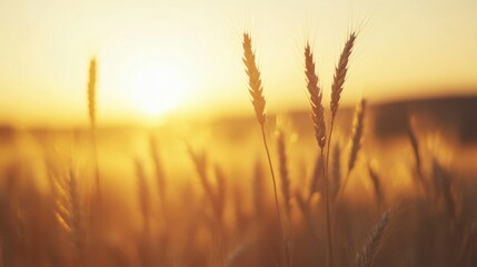 Wall Mural - Wheat sways gently in the breeze as the sun sets, casting warm golden light over the serene landscape, creating a peaceful atmosphere