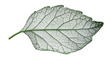 Green leaves on transparent background