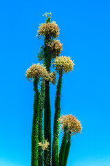 Wall Mural - a tall cactus with green leaves and yellow flowers