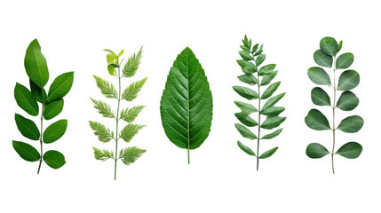 Wall Mural - Natural of Tropical green leaves of leaf on transparent background