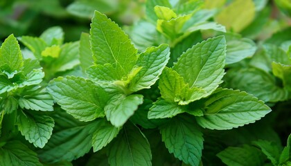 Wall Mural - Vibrant green mint leaves thrive in lush garden.