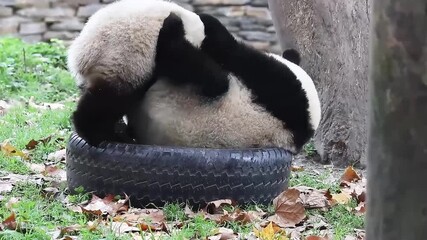 Wall Mural - playful pandas playing on the tire, china