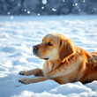 © Brittany - A serene golden dog rests in a snowy landscape, observing the gentle snowflakes falling around, creating a peaceful and tranquil winter scene.