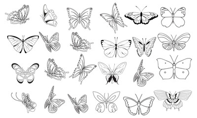 Wall Mural - Butterfly vector illustration