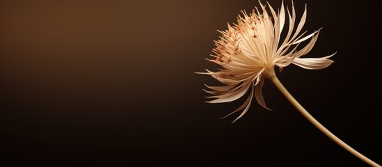 Wall Mural - brown wild onion flower on slender stem positioned left against a soft gradient background of warm t