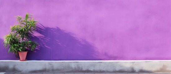 Leinwandbilder - Vibrant purple concrete wall with plant in terracotta pot positioned left casting shadows enhances copy space for creative designs.