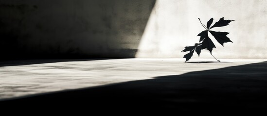 Poster - Silhouette of leaves casting a sharp shadow on a gray cement floor with contrasting light and dark areas providing ample copy space for design.