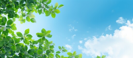 Leinwandbilder - Lush green leaves and intricate branches frame a bright blue sky with soft clouds, creating a serene and inviting atmosphere.