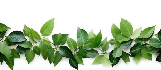 Aufkleber - Isolated green leaves arranged horizontally along the top edge of a clean white background creating a natural and fresh atmosphere