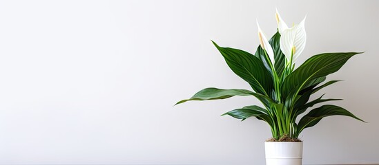 Aufkleber - Peace Lily Spathiphyllum in a modern office setting with vibrant green leaves and white flowers positioned in a minimalist pot against a white wall.